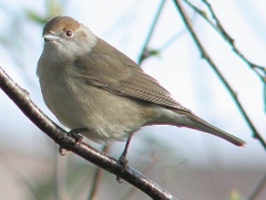 20160227 Blackcap female